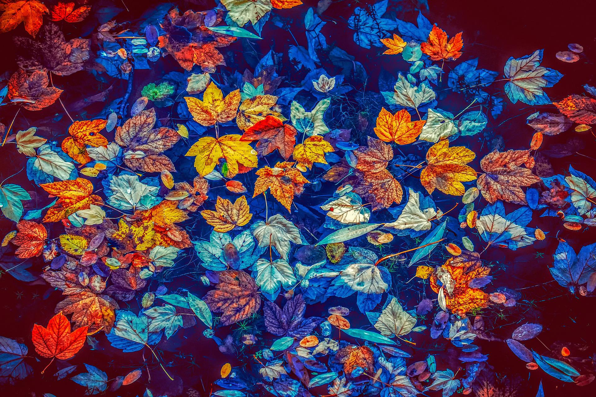 leaves-gb58d1d0de_1920 Luna project